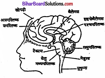 Bihar Board Class 11 Psychology Solutions Chapter 3 मानव व्यवहार के आधार 