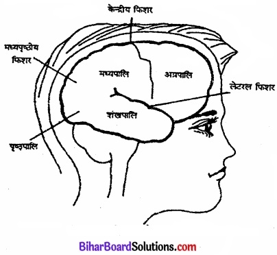 Bihar Board Class 11 Psychology Solutions Chapter 3 मानव व्यवहार के आधार 