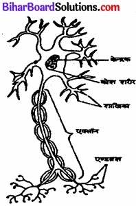 Bihar Board Class 11 Psychology Solutions Chapter 3 मानव व्यवहार के आधार 