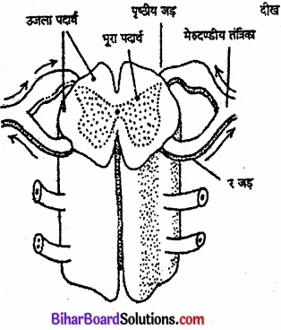 Bihar Board Class 11 Psychology Solutions Chapter 3 मानव व्यवहार के आधार 