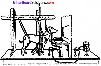Bihar Board Class 11 Psychology Solutions Chapter 6 अधिगम img 2