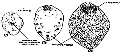 Bihar Board 12th Biology Important Questions Long Answer Type Part 1, 1