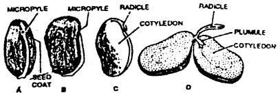 Bihar Board 12th Biology Important Questions Long Answer Type Part 1, 2