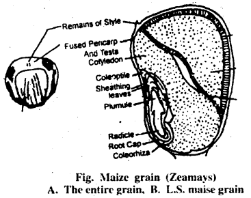 Bihar Board 12th Biology Important Questions Long Answer Type Part 1, 3