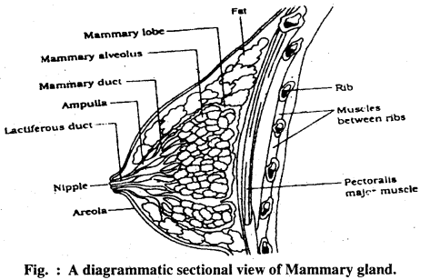 Bihar Board 12th Biology Important Questions Long Answer Type Part 1, 6