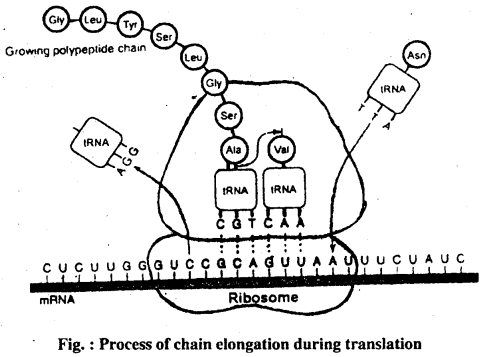 Bihar Board 12th Biology Important Questions Long Answer Type Part 1, 9