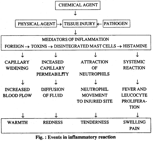 Bihar Board 12th Biology Important Questions Long Answer Type Part 2, 1