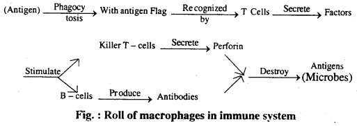 Bihar Board 12th Biology Important Questions Long Answer Type Part 2, 2