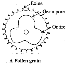 Bihar Board 12th Biology Important Questions Short Answer Type Part 1, 2