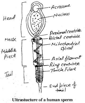 Bihar Board 12th Biology Important Questions Short Answer Type Part 3, 2