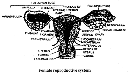 Bihar Board 12th Biology Important Questions Short Answer Type Part 3, 3