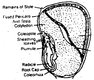 Bihar Board 12th Biology Important Questions Short Answer Type Part 3, 4