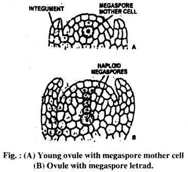 Bihar Board 12th Biology Important Questions Short Answer Type Part 3, 7