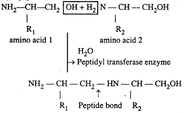 Bihar Board 12th Biology Important Questions Short Answer Type Part 4, 4
