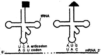 Bihar Board 12th Biology Important Questions Short Answer Type Part 4, 7