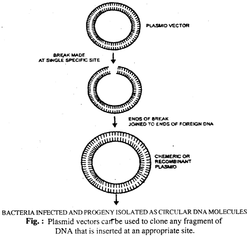 Bihar Board 12th Biology Important Questions Short Answer Type Part 5, 1