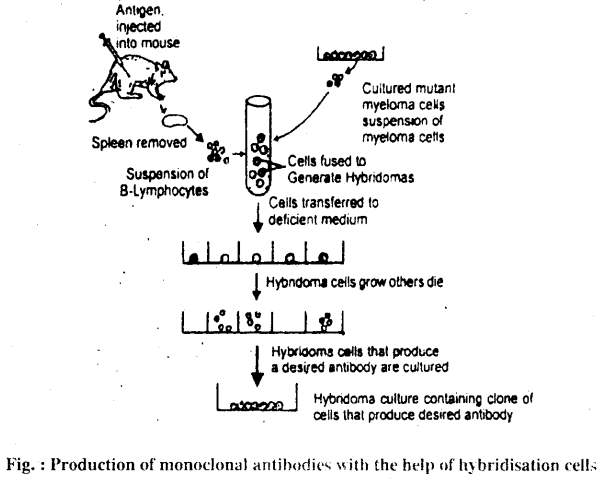Bihar Board 12th Biology Important Questions Short Answer Type Part 5, 2