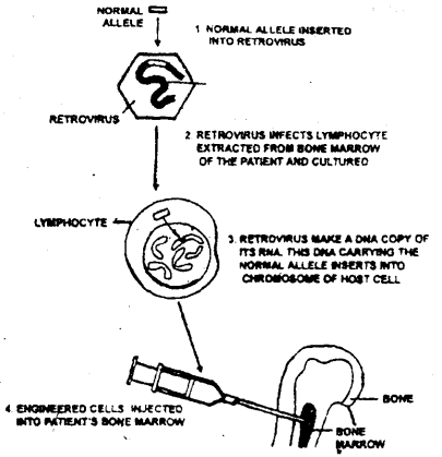 Bihar Board 12th Biology Important Questions Short Answer Type Part 5, 3