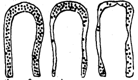 Bihar Board 12th Biology Important Questions Short Answer Type Part 5, 4
