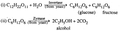 Bihar Board 12th Biology Important Questions Short Answer Type Part 6, 4