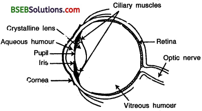Bihar Board Class 10 Science Solutions Chapter 11 The Htan Eye and the Colourful World - 13