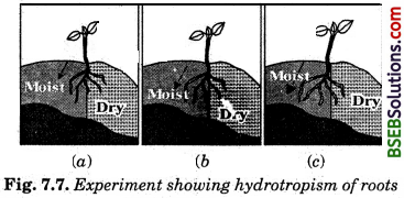 Bihar Board Class 10 Science Solutions Chapter 7 Control and Coordination - 1