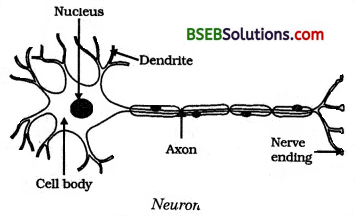 Bihar Board Class 10 Science Solutions Chapter 7 Control and Coordination - 2