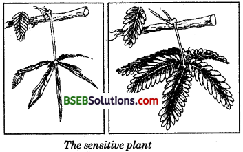 Bihar Board Class 10 Science Solutions Chapter 7 Control and Coordination - 4