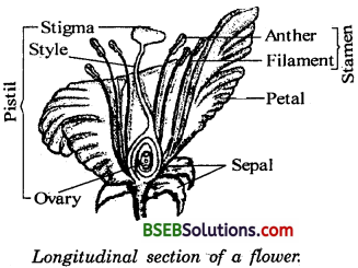 Bihar Board Class 10 Science Solutions Chapter 8 How do Organisms - 1