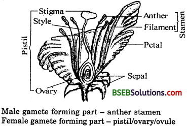 Bihar Board Class 10 Science Solutions Chapter 8 How do Organisms - 10