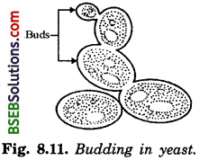 Bihar Board Class 10 Science Solutions Chapter 8 How do Organisms - 2