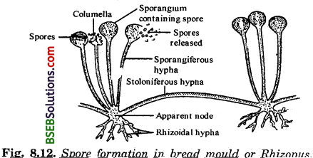 Bihar Board Class 10 Science Solutions Chapter 8 How do Organisms - 3