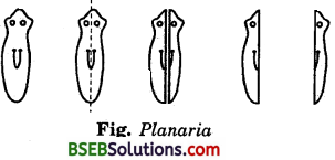 Bihar Board Class 10 Science Solutions Chapter 8 How do Organisms - 5