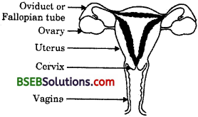 Bihar Board Class 10 Science Solutions Chapter 8 How do Organisms - 7