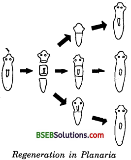 Bihar Board Class 10 Science Solutions Chapter 8 How do Organisms - 8