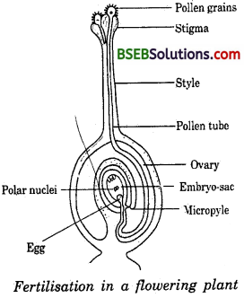 Bihar Board Class 10 Science Solutions Chapter 8 How do Organisms - 9