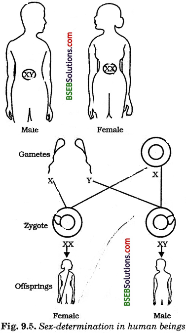Bihar Board Class 10 Science Solutions Chapter 9 Heredity and Evolution - 1