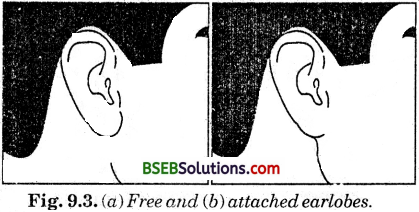 Bihar Board Class 10 Science Solutions Chapter 9 Heredity and Evolution - 4