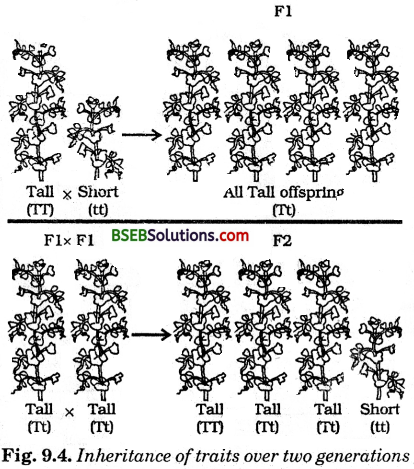Bihar Board Class 10 Science Solutions Chapter 9 Heredity and Evolution - 5