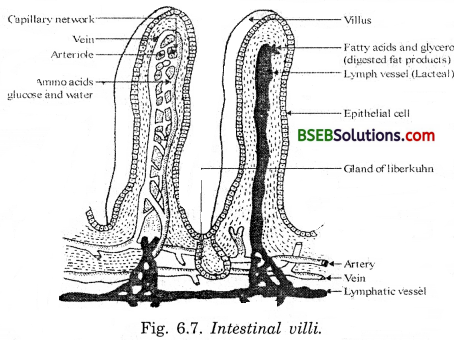 Bihar Board Class 10 Science Solutions Chapter Chapter 6 Life Processes - 1
