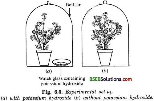 Bihar Board Class 10 Science Solutions Chapter Chapter 6 Life Processes - 11