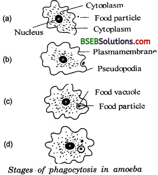 Bihar Board Class 10 Science Solutions Chapter Chapter 6 Life Processes - 13