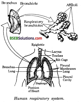 Bihar Board Class 10 Science Solutions Chapter Chapter 6 Life Processes - 14