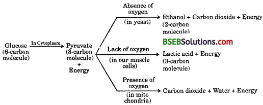 Bihar Board Class 10 Science Solutions Chapter Chapter 6 Life Processes - 17