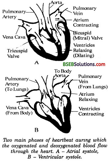 Bihar Board Class 10 Science Solutions Chapter Chapter 6 Life Processes - 18