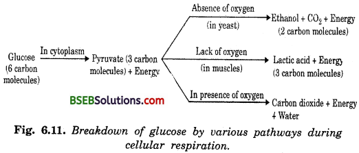 Bihar Board Class 10 Science Solutions Chapter Chapter 6 Life Processes - 2