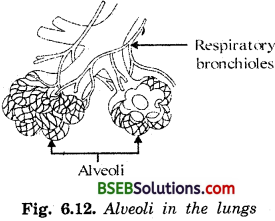 Bihar Board Class 10 Science Solutions Chapter Chapter 6 Life Processes - 3