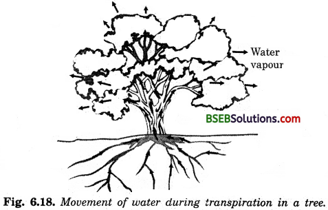 Bihar Board Class 10 Science Solutions Chapter Chapter 6 Life Processes - 5