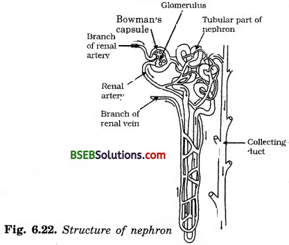 Bihar Board Class 10 Science Solutions Chapter Chapter 6 Life Processes - 6