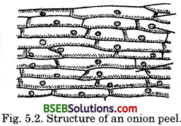 Bihar Board Class 9 Science Solutions Chapter 5 The Fundamental Unit of Life - 2